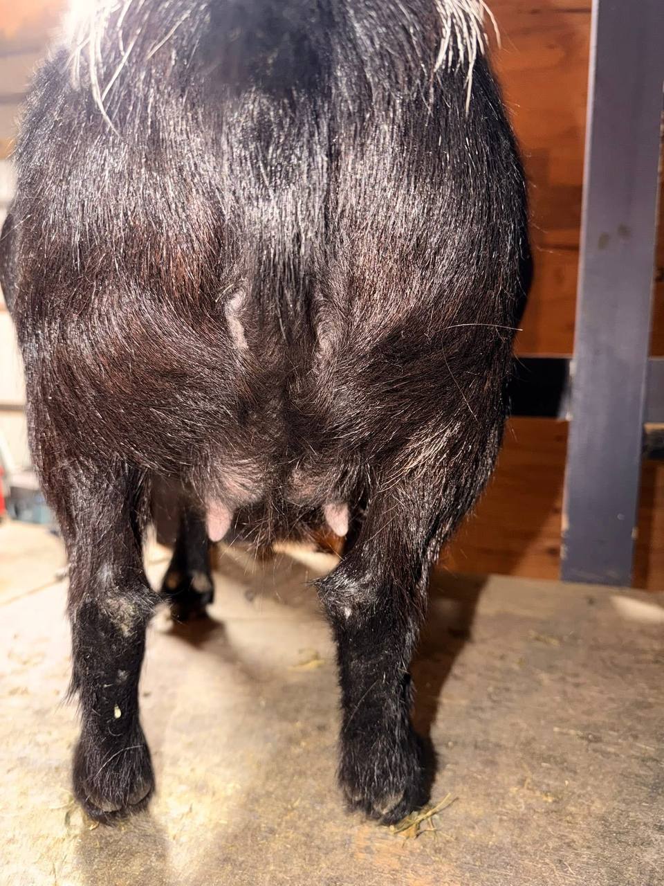 Dixie udder view